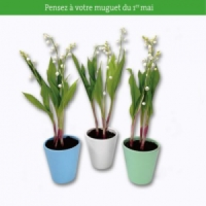 Muguet en pot 3 griffes 3.99 €