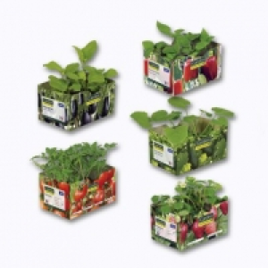 Lot de 6 plants 3.69 €