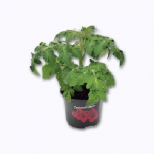 Plant de tomates cocktail 1.99 €