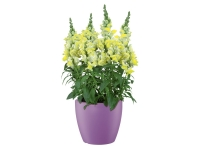 Pot pour plantes
