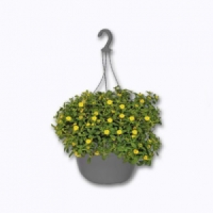 Plante fleurie en suspension 3.79 €