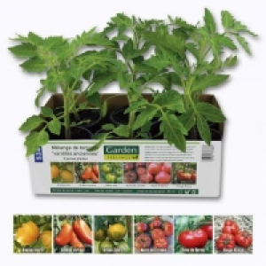 Lot de 6 plants de tomates anciennes 3.99 €