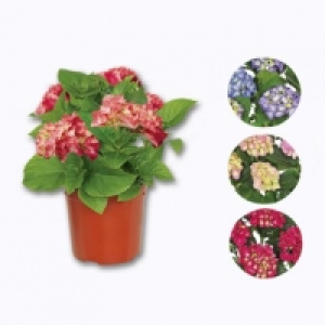 Hortensia 2.49 €
