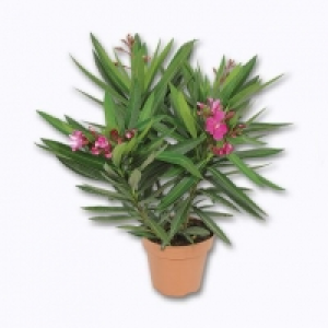 Laurier rose 3.99 €