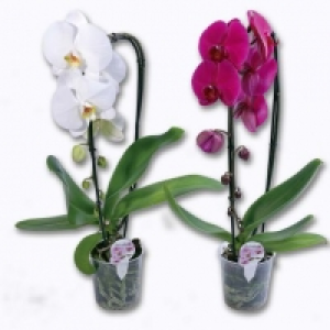 Orchidée Phalaenopsis cascade 9.99 €