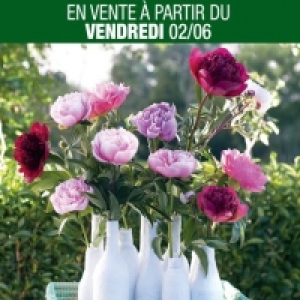 Bouquet de pivoines 4.49 €