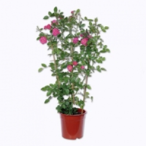 Rosier palissé 9.99 €