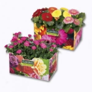 Lot de 4 rosiers ou gerberas 5.99 €
