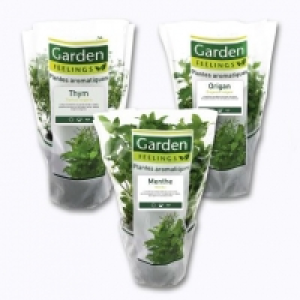 Plante aromatique 1.49 €