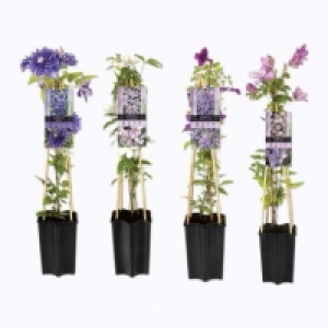 Garden Feelings® Clématite palissée