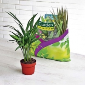 Lot de 3 plantes vertes en sac 5.99 €