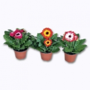 Gerbera Twister 1.99 €