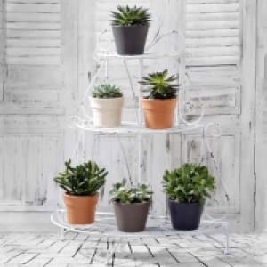 Cactée ou succulente 3.99 €