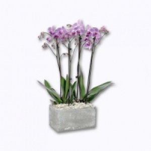Composition dorchidées 14.99 €