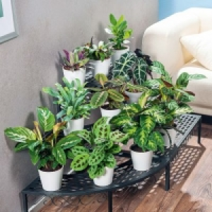 Plante verte 2.99 €