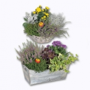 Composition florale 9.99 €