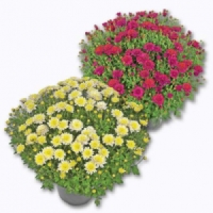 Chrysanthème petites fleurs 2.89 €