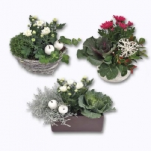 Composition florale 5.99 €