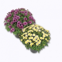 Aldi  Chrysanthème petites fleurs