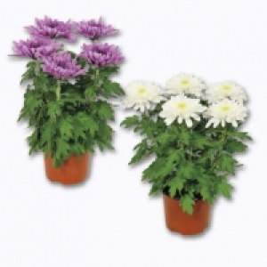 Chrysanthème grandes fleurs 2.99 €