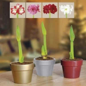 Amaryllis en cache-pot céramique 3.99 €