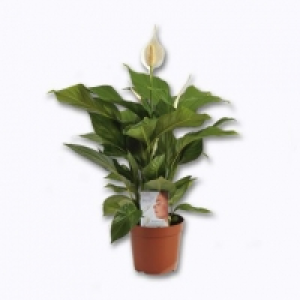 Plante verte dépolluante 4.99 €