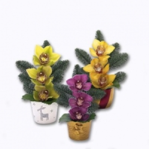 Composition dorchidées 4.49 €