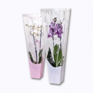 Orchidée en sac cadeau 9.99 €