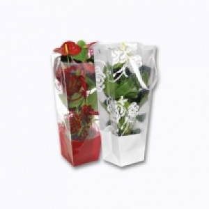 Anthurium en sac cadeau 5.99 €