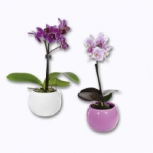 Aldi Garden Feelings® Mini orchidée en pot