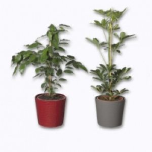 Plante verte 4.99&nbsp;&euro;