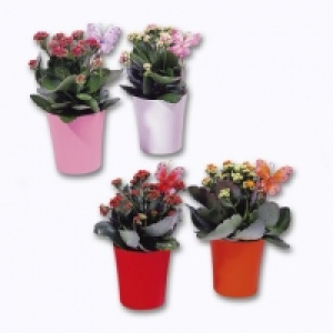 Kalanchoé 2.99 €