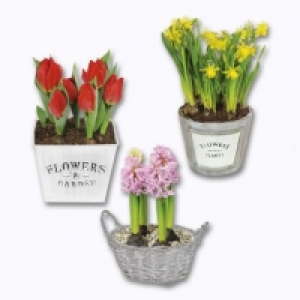 Bulbes à fleur 3.99 €