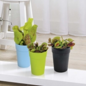 Plante carnivore en pot 2.99 €