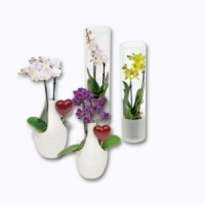 Orchidée 2 branches 9.99 €