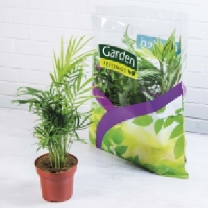 Lot de 3 plantes vertes en sac 4.99 €