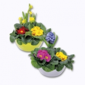 Composition de printemps 5.49 €