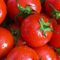Spar  Tomates rondes De 900g à 1,1kg Catégorie 1 - Calibre 57+ - Origine Mar