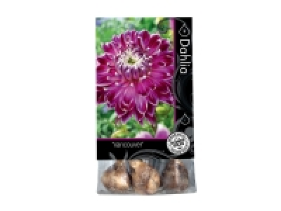 Bulbes dautomne Premium