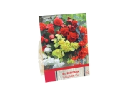 Bulbes de Bégonia