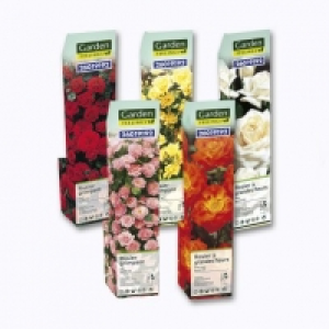 Rosier à repiquer 1.49 €