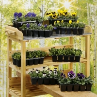 Aldi Garden Feelings® Lot de 10 plantes fleuries
