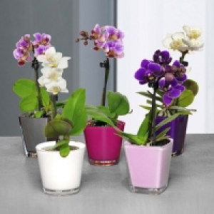 Garden Feelings® Mini orchidée