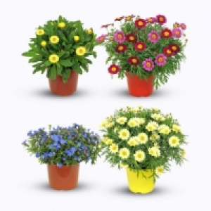 Plante fleurie 2.99 €