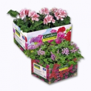 Aldi Garden Feelings® Lot de 6 géraniums