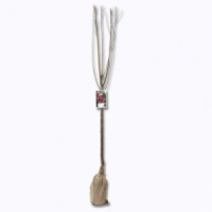Garden Feelings® Arbre fruitier