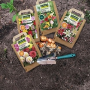 Garden Feelings® Sachet de bulbes de fleurs