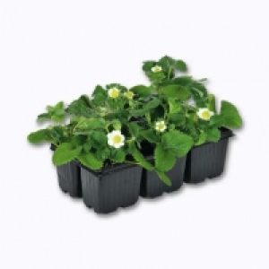 Garden Feelings® Lot de 6 fraisiers