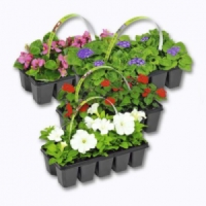 Garden Feelings® Lot de 10 plantes à massif