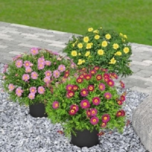 Garden Feelings® Marguerites